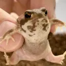 Эмодзи Жабки :ь