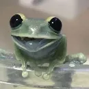 Эмодзи Жабки :ь