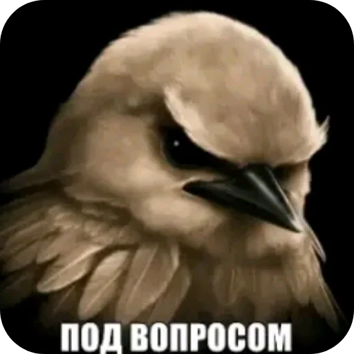 Эмодзи Birds Memes
