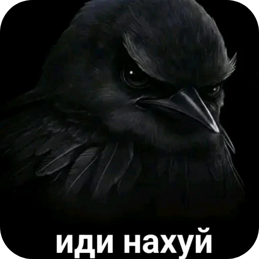 Эмодзи Birds Memes