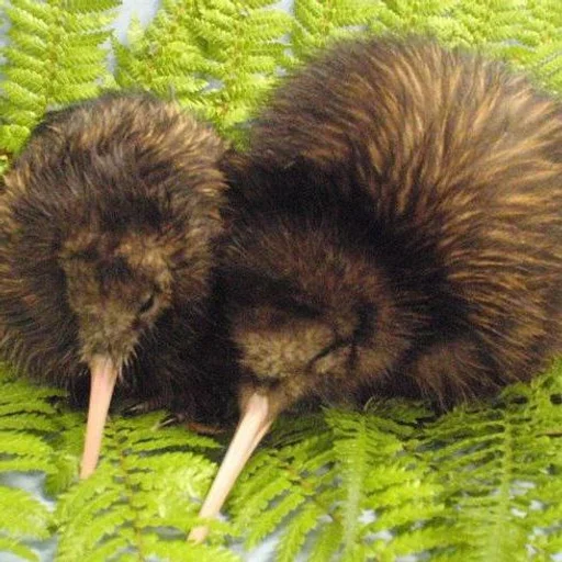 Эмодзи Птички