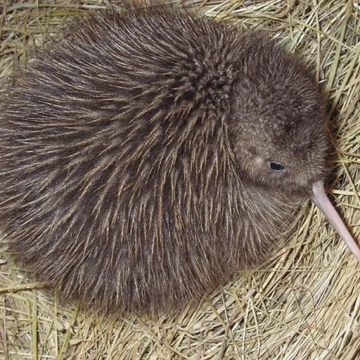 Эмодзи Птички