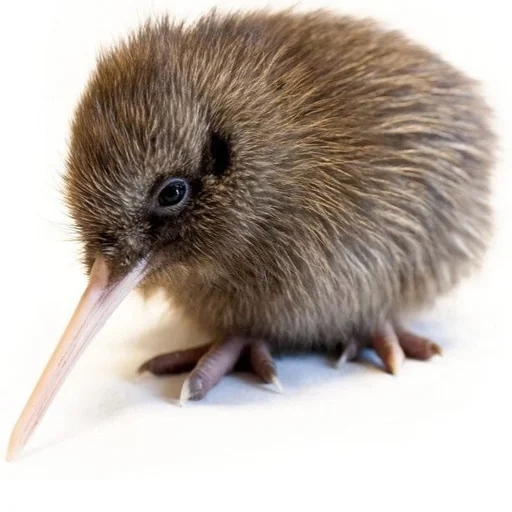 Эмодзи Птички