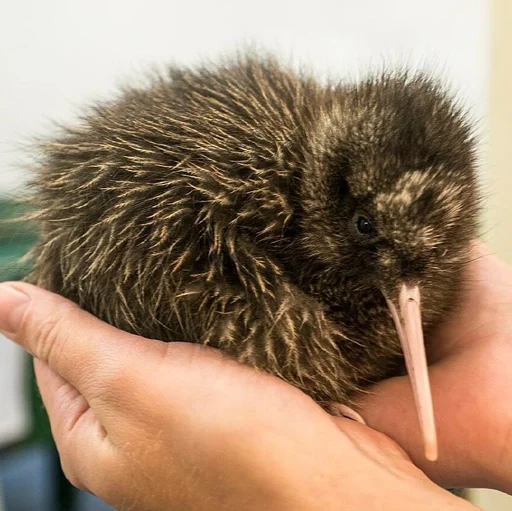 Эмодзи Птички