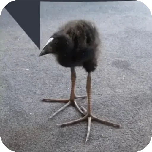 Эмодзи Пукеко