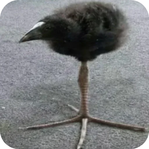 Эмодзи Пукеко