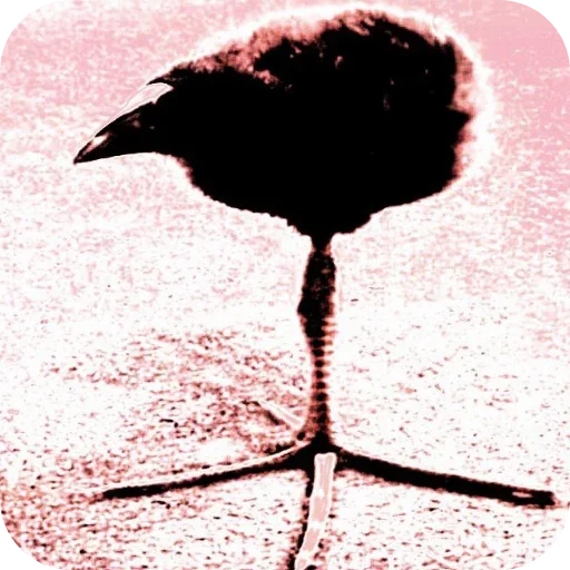 Эмодзи Пукеко