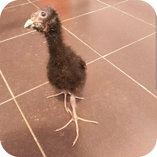 Эмодзи Пукеко