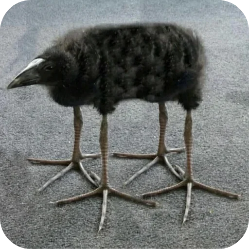 Эмодзи Пукеко