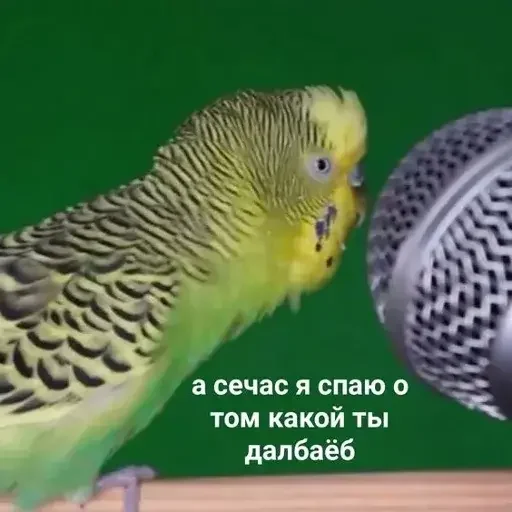 Эмодзи PopugLife