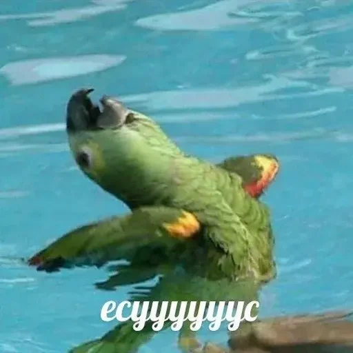 Эмодзи PopugLife