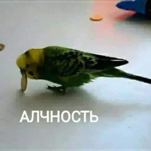 Эмодзи PopugLife