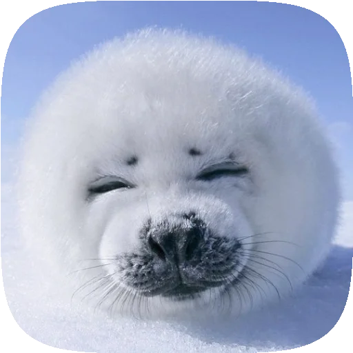 Эмодзи Pusa Seal