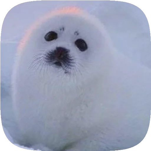 Эмодзи Pusa Seal