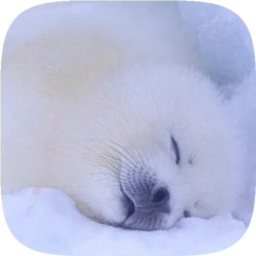 Эмодзи Pusa Seal