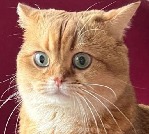 Эмодзи PussyPaw