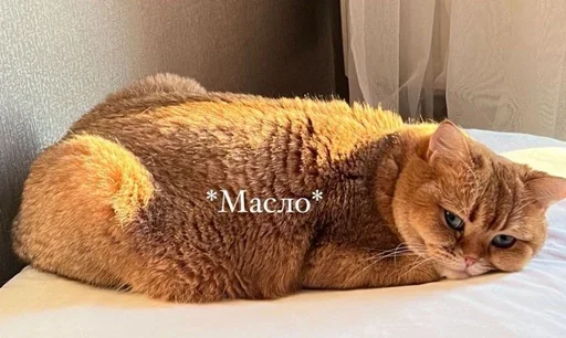 Эмодзи PussyPaw