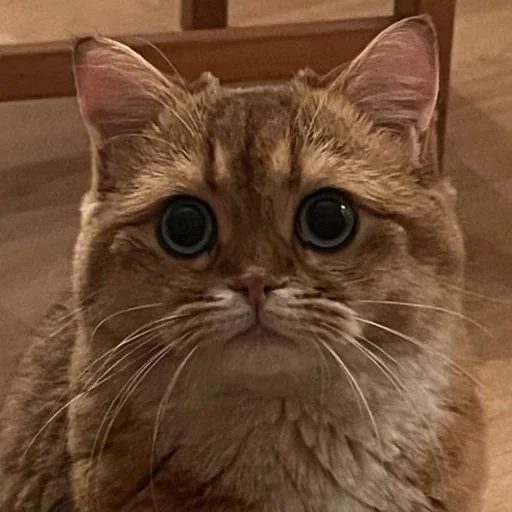 Эмодзи PussyPaw