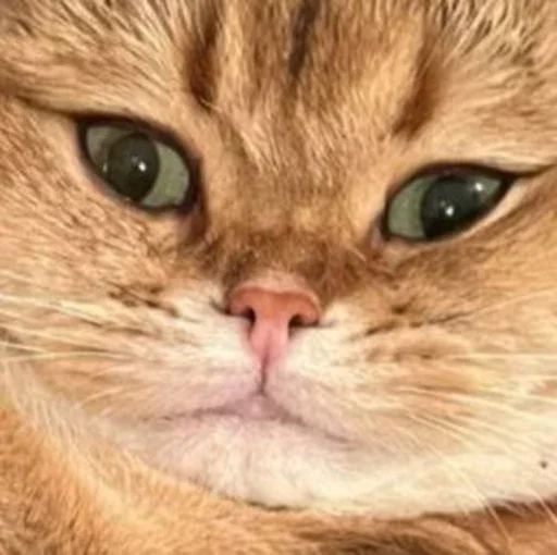 Эмодзи PussyPaw