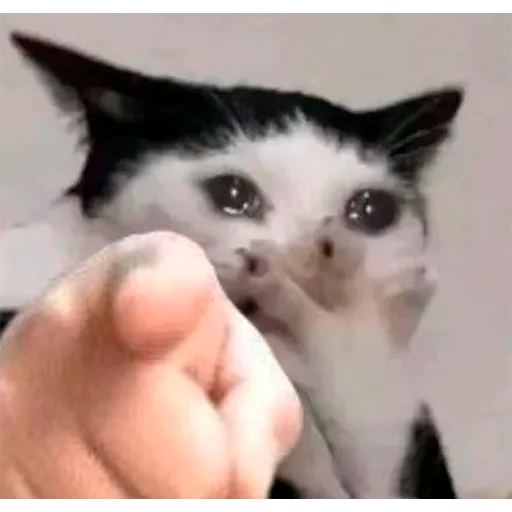 Эмодзи Pussys ➡️