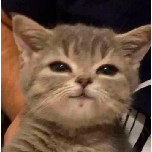 Эмодзи Pussys ➡️