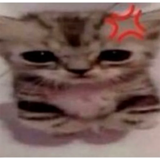 Эмодзи Pussys ➡️