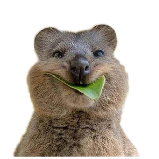 Эмодзи Quokka