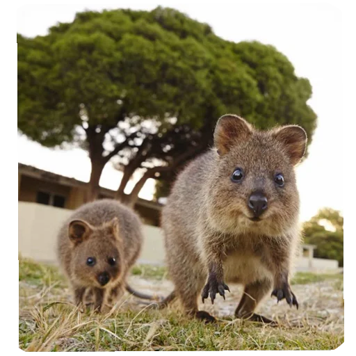 Эмодзи Quokka