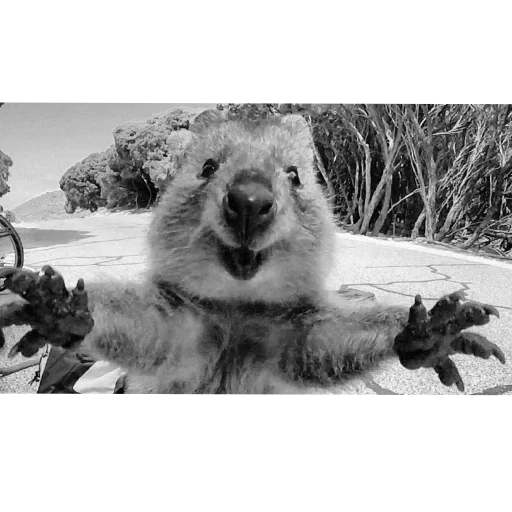 Эмодзи Quokka
