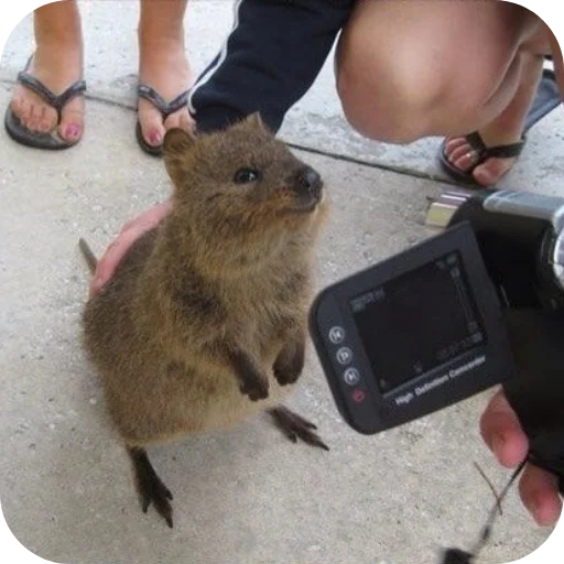 Эмодзи Quokka