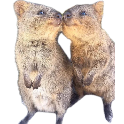 Эмодзи Quokka