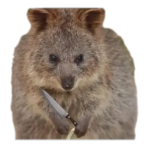 Эмодзи Quokka
