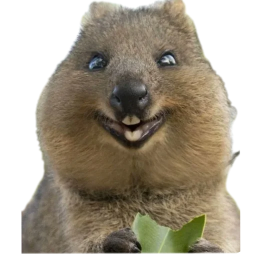 Эмодзи Quokka