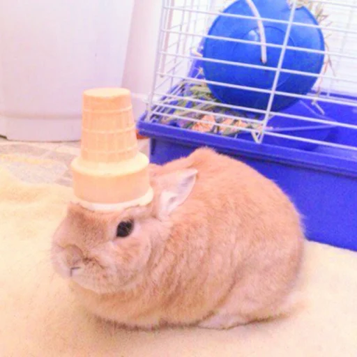 Эмодзи ᭝݊sOft rabbit ⵓ ⿴༘͜᭼̣ꪆ