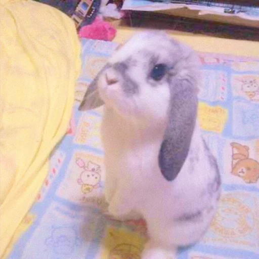 Эмодзи ᭝݊sOft rabbit ⵓ ⿴༘͜᭼̣ꪆ