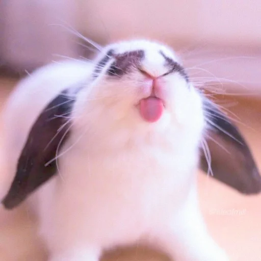 Эмодзи ᭝݊sOft rabbit ⵓ ⿴༘͜᭼̣ꪆ