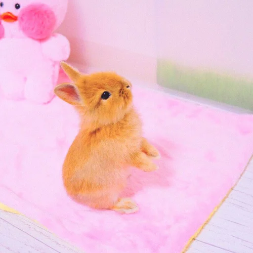 Эмодзи ᭝݊sOft rabbit ⵓ ⿴༘͜᭼̣ꪆ