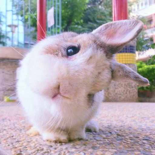 Эмодзи ᭝݊sOft rabbit ⵓ ⿴༘͜᭼̣ꪆ