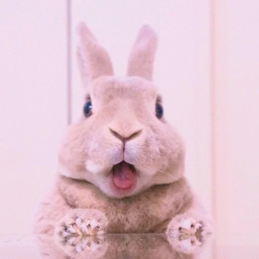 Эмодзи ᭝݊sOft rabbit ⵓ ⿴༘͜᭼̣ꪆ