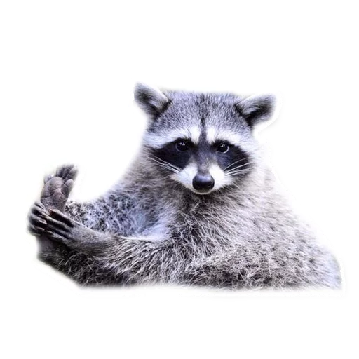 Эмодзи Racoonpack