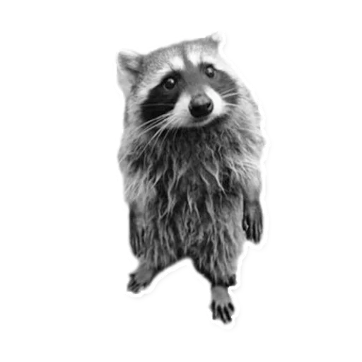 Эмодзи Racoonpack