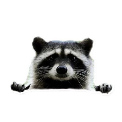 Эмодзи Racoonpack