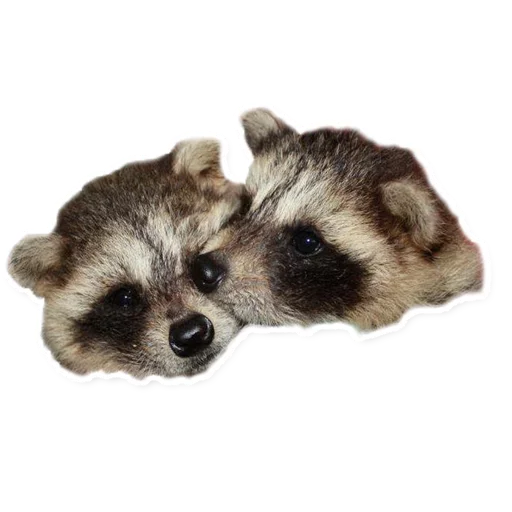 Эмодзи Racoonpack