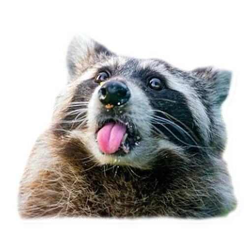 Эмодзи Racoonpack