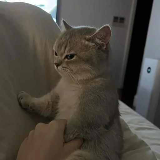 Эмодзи Cats | Котики