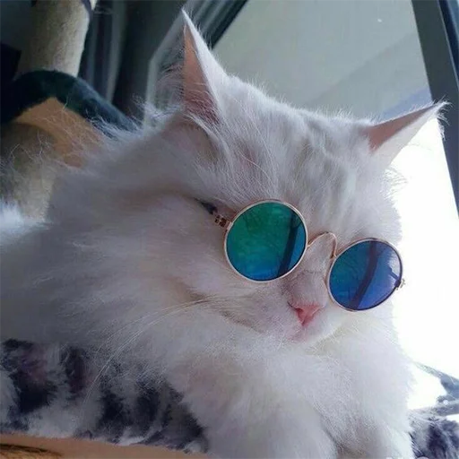 Эмодзи Cats | Котики