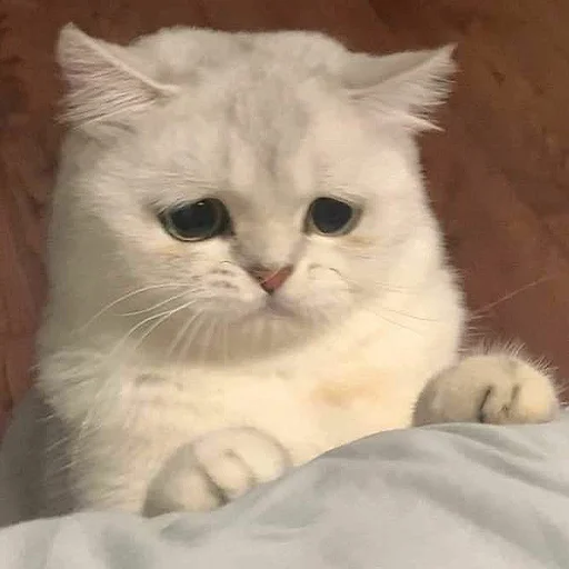 Эмодзи Cats | Котики