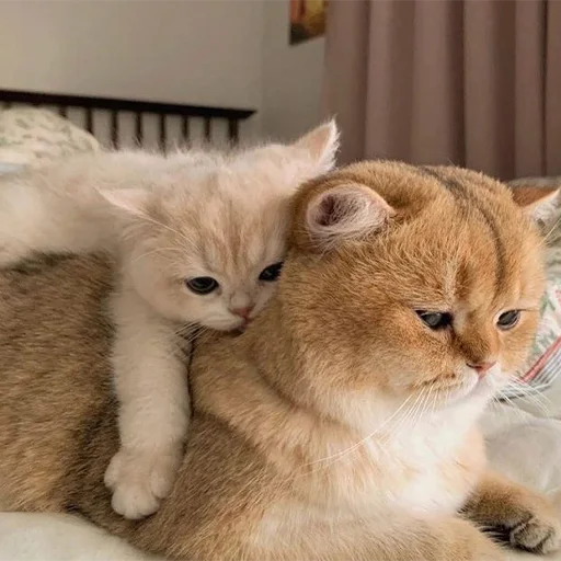 Эмодзи Cats | Котики