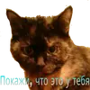 🐱