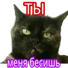 Эмодзи Кошка разговора